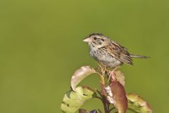 Henslow's Sparrow, Ammodramus henslowii