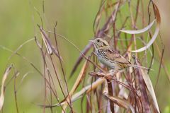 Henslow's Sparrow, Ammodramus henslowii