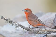 Hepatic Tanager, Piranga flava