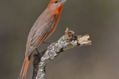 Hepatic Tanager, Piranga flava