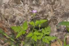 Herb Robert, Geranium robertianum