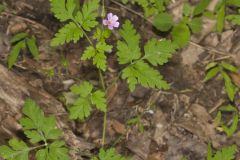 Herb Robert, Geranium robertianum