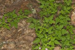 Herb Robert, Geranium robertianum