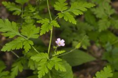 Herb Robert, Geranium robertianum