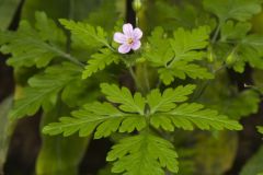 Herb Robert, Geranium robertianum