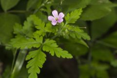 Herb Robert, Geranium robertianum