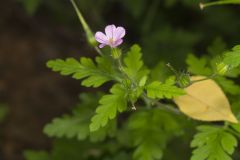 Herb Robert, Geranium robertianum