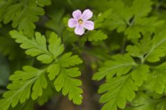 Herb Robert, Geranium robertianum