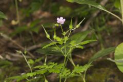 Herb Robert, Geranium robertianum