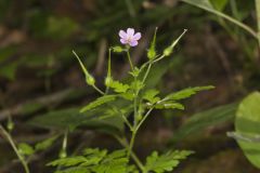 Herb Robert, Geranium robertianum