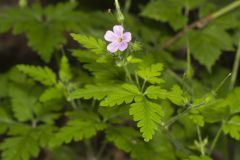 Herb Robert, Geranium robertianum