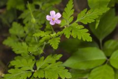 Herb Robert, Geranium robertianum