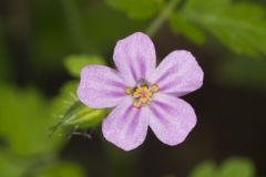 Herb Robert, Geranium robertianum