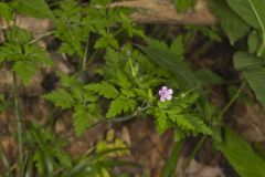 Herb Robert, Geranium robertianum