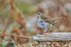 Hermit Thrush, Catharus guttatus