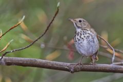 Hermit Thrush, Catharus guttatus