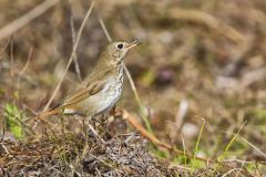 Hermit Thrush, Catharus guttatus