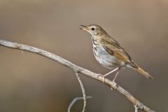 Hermit Thrush, Catharus guttatus