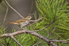 Hermit Thrush, Catharus guttatus