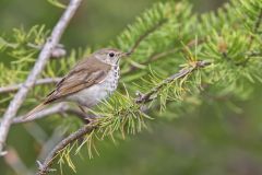 Hermit Thrush, Catharus guttatus