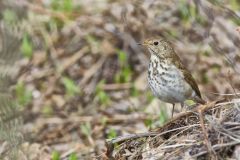 Hermit Thrush, Catharus guttatus