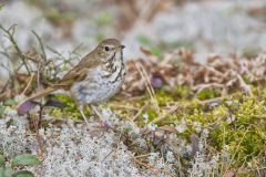 Hermit Thrush, Catharus guttatus