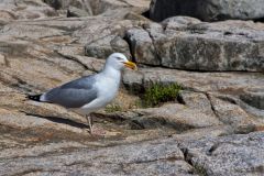 Herring Gull, Larus argentatus