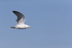 Herring Gull, Larus argentatus