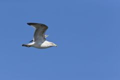 Herring Gull, Larus argentatus