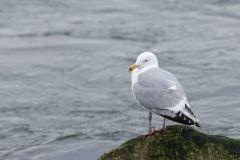 Herring Gull, Larus argentatus