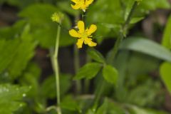 Hispid Buttercup, Ranunculus hispidus