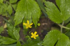 Hispid Buttercup, Ranunculus hispidus