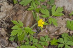 Hispid Buttercup, Ranunculus hispidus