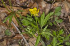 Hispid Buttercup, Ranunculus hispidus