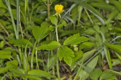 Hispid Buttercup, Ranunculus hispidus