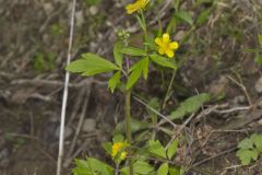 Hispid Buttercup, Ranunculus hispidus