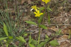 Hispid Buttercup, Ranunculus hispidus
