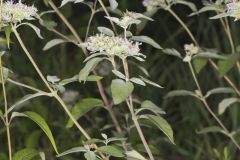 Hoary Mountainmint, Pycnanthemum incanum