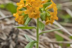 Hoary Puccoon, Lithospermum canascens