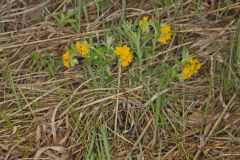 Hoary Puccoon, Lithospermum canascens