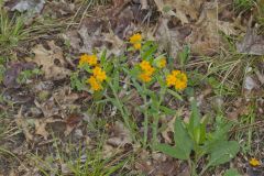 Hoary Puccoon, Lithospermum canascens