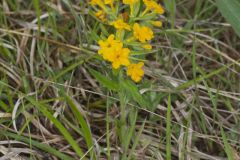 Hoary Puccoon, Lithospermum canascens