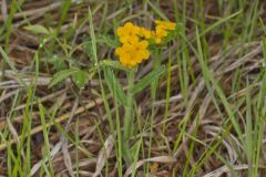 Hoary Puccoon, Lithospermum canascens