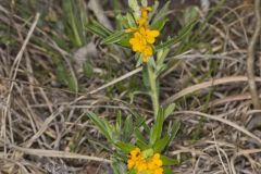 Hoary Puccoon, Lithospermum canascens