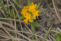 Hoary Puccoon, Lithospermum canascens