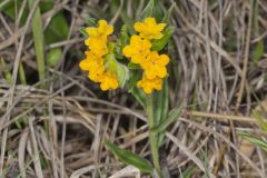 Hoary Puccoon, Lithospermum canascens