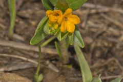 Hoary Puccoon, Lithospermum canascens