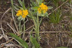 Hoary Puccoon, Lithospermum canascens