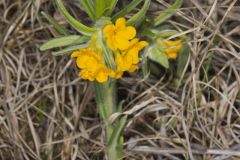 Hoary Puccoon, Lithospermum canascens