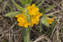 Hoary Puccoon, Lithospermum canascens